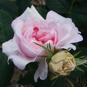 Pоза Ню Мейдън Блуш - розов - Стари рози-Рози Алба